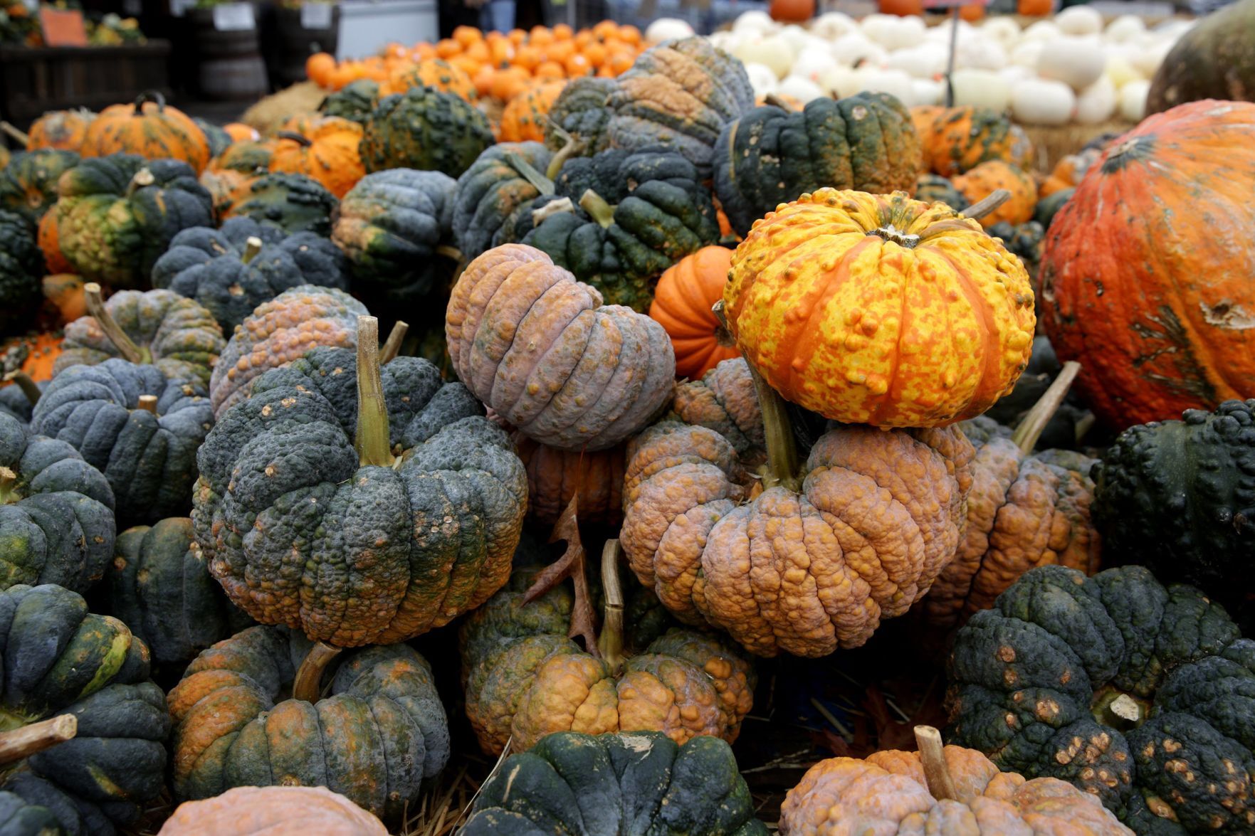 Kirkwood Farmers Market pumpkins
